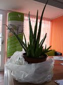 'Vera' the resident Aloe Plant